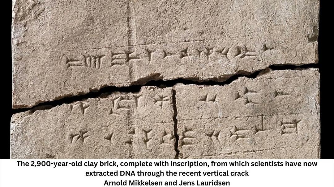 Gli scienziati trovano un antico DNA in un mattone: quali segreti nasconde?