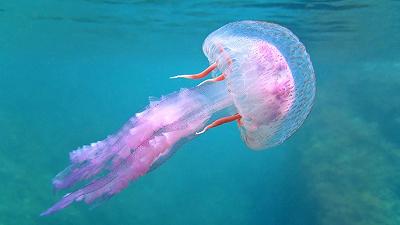 Medusa Pelagia noctiluca: numerosi esemplari della specie tra le più velenose sono nel mar Ionio