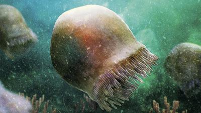 Medusa più antica: scoperto il fossile risalente a 505 milioni di anni fa