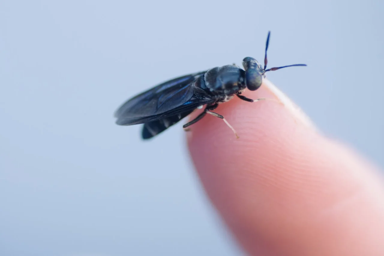 Trasformare gli insetti in plastica bio degradabile: la nuova frontiera che unisce tecnologia e natura