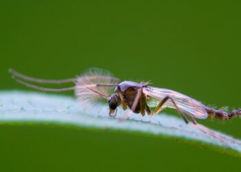 Partenogenesi rivoluzionaria: moscerini nati senza fecondazione grazie alla modifica del DNA