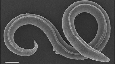 Risvegliato dopo 46.000 anni: Il misterioso nematode che sfida il tempo