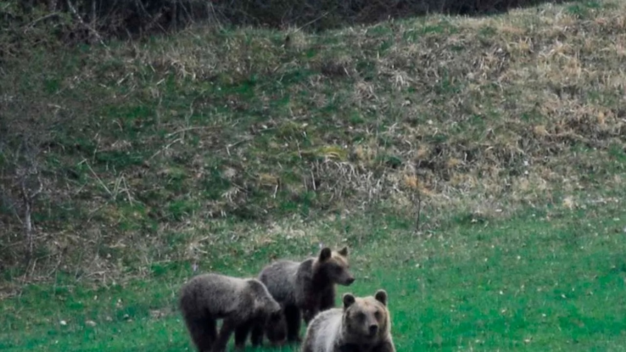 Fauna selvatica sull’Appennino centrale: rinaturalizzazione e nuove opportunità economiche