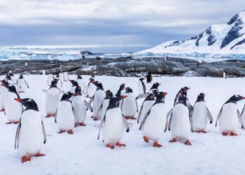 Pinguini Imperatore in Antartide: in pericolo a causa dello scioglimento record del ghiaccio