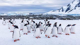 Pinguini Imperatore in Antartide: in pericolo a causa dello scioglimento record del ghiaccio