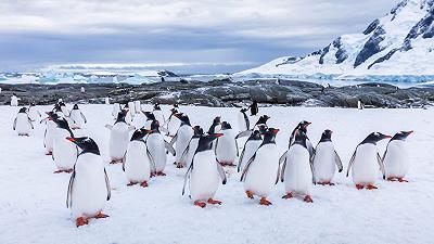 Pinguini Imperatore in Antartide: in pericolo a causa dello scioglimento record del ghiaccio
