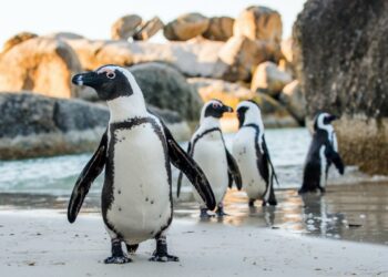 Pinguini africani a rischio estinzione entro il 2035: allarmante previsione