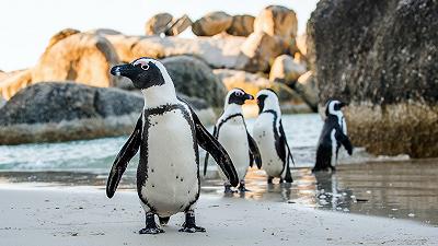 Pinguini africani a rischio estinzione entro il 2035: allarmante previsione
