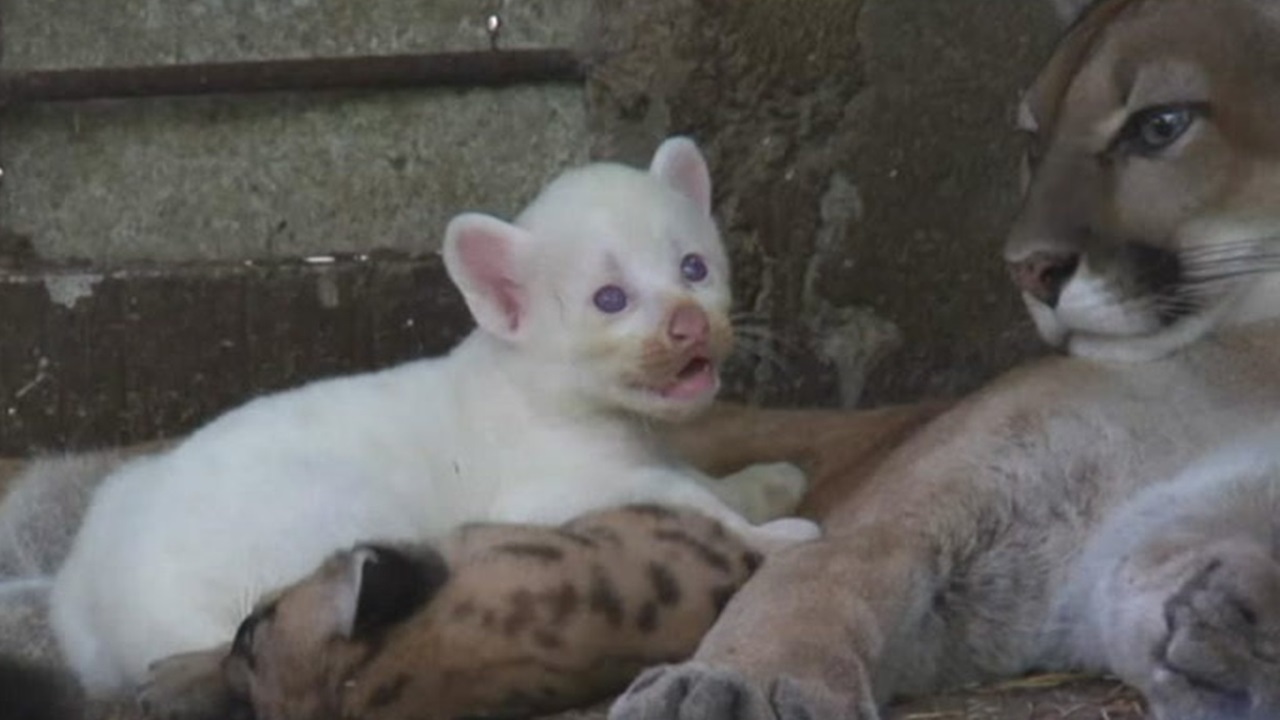 Puma: in Nicaragua è nato un cucciolo albino, una rarità tra i felini