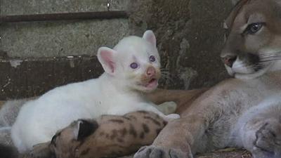 Puma: in Nicaragua è nato un cucciolo albino, una rarità tra i felini