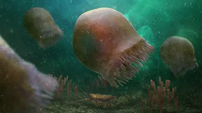 Fossili di meduse perfettamente conservate, risalenti a oltre 500 milioni di anni fa. La scoperta degli scienziati