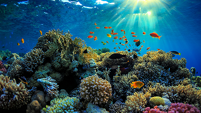 Buone notizie dalla Grande Barriera Corallina: fase di ripresa e recupero