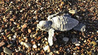 Tartarughe marine: 293 nidi ritrovati lungo le spiagge, è record in Italia