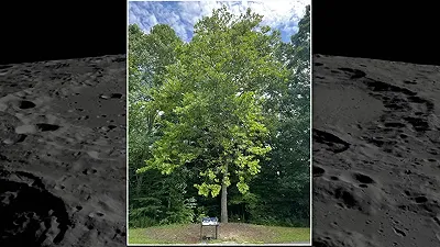 Ora è possibile piantare alberi lunari provenienti dallo spazio