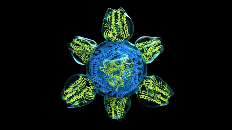 Virus giganti e forme misteriose: sorpresa nella foresta di Harvard