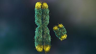 Gli scienziati risolvono l’enigma genetico del cromosoma Y legato al sesso