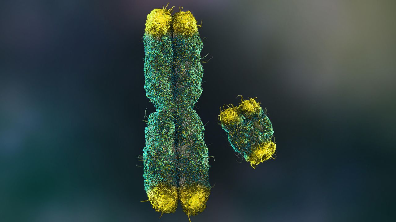 Gli scienziati risolvono l’enigma genetico del cromosoma Y legato al sesso