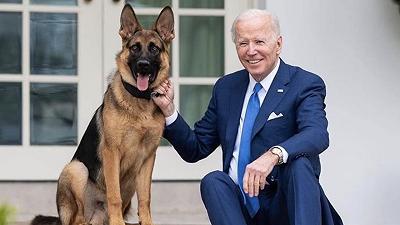 Il cane di Biden morde un altro agente: è la sua undicesima aggressione