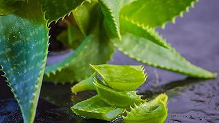 Glioblastoma: l’aloe è un’alleata contro la resistenza alla chemioterapia