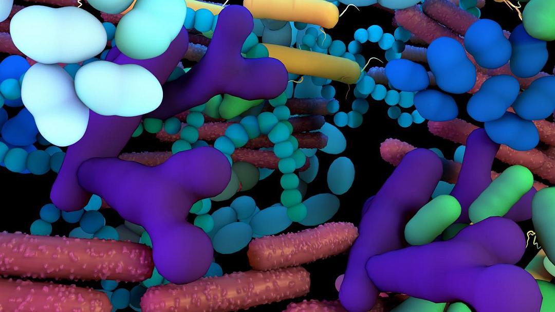 Un batterio “amico” che riduce la resistenza all’insulina e protegge dal diabete: la nuova scoperta