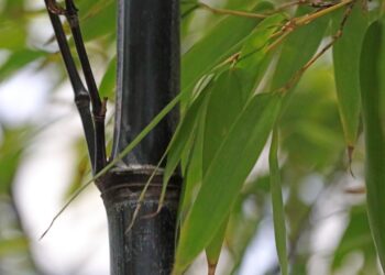 Bambù nero: l'impatto della fioritura in Giappone