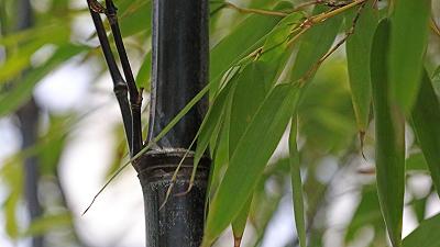 Bambù nero: l’impatto della fioritura in Giappone