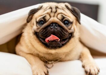 Paradosso brachicefalico: i cani dal viso piatto sono popolari