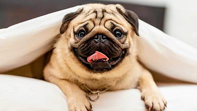 Paradosso brachicefalico: i cani dal viso piatto sono popolari