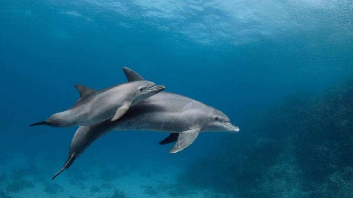 Conservazione marina: i droni stanno rivoluzionando la salute dei delfini