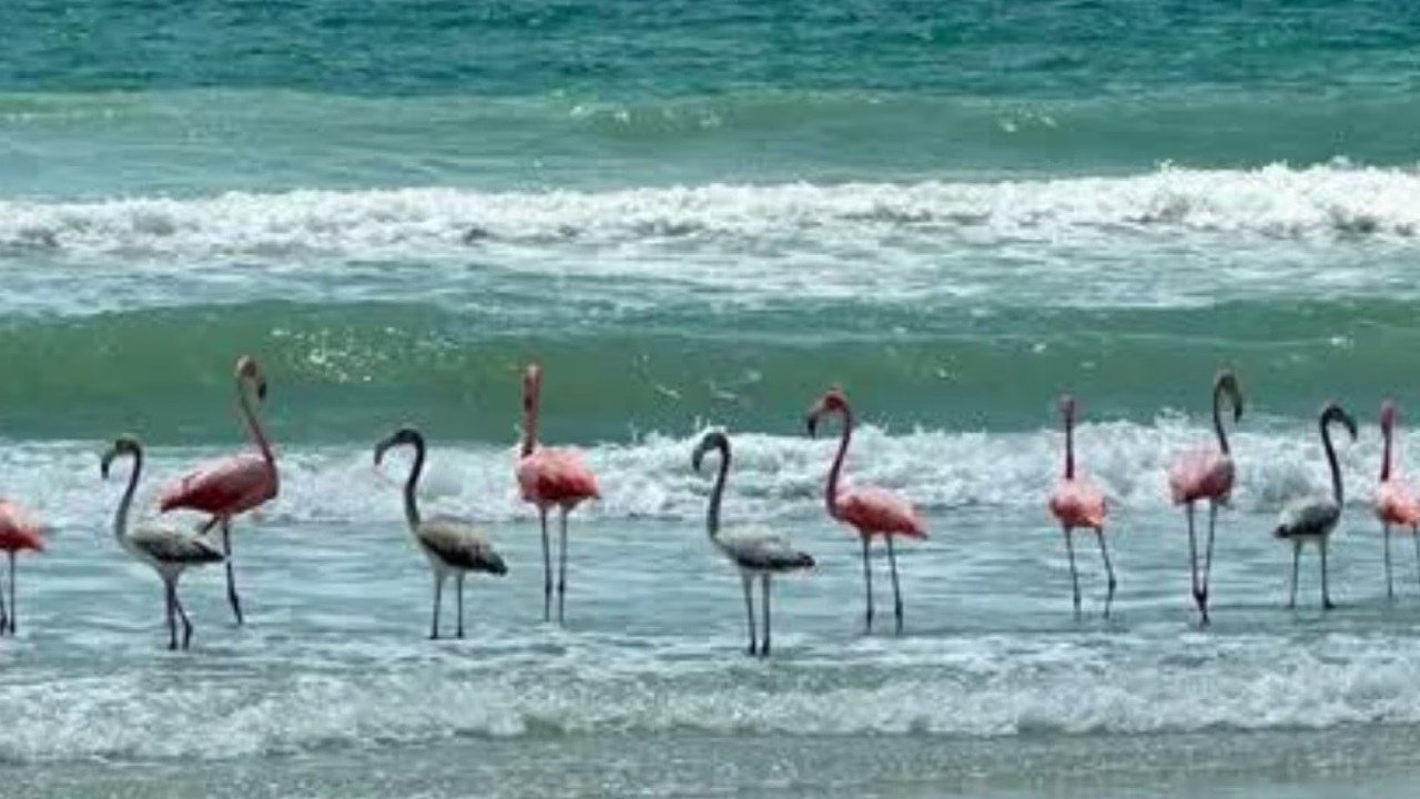 Fenicotteri: il ritorno lungo la costa della Florida grazie all’uragano Idalia