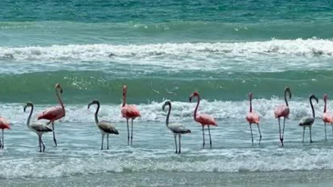 Fenicotteri: il ritorno lungo la costa della Florida grazie all’uragano Idalia