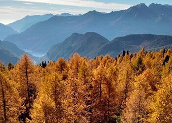 Foreste in Italia: la maggior parte delle specie di alberi è a rischio