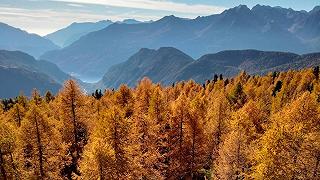 Foreste in Italia: la maggior parte delle specie di alberi è a rischio