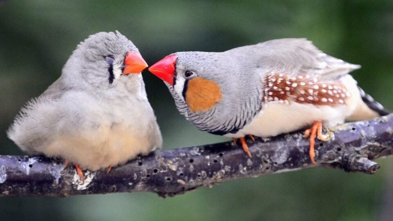Fringuelli zebrati: la ricerca di un compagno ha la priorità rispetto ad altre attività