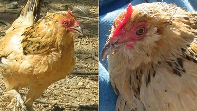 Peanut, la gallina più anziana del mondo: una storia di sopravvivenza