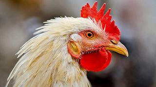 Stati emotivi delle galline decifrati attraverso le vocalizzazioni: studio innovativo dell’Università di Tokyo