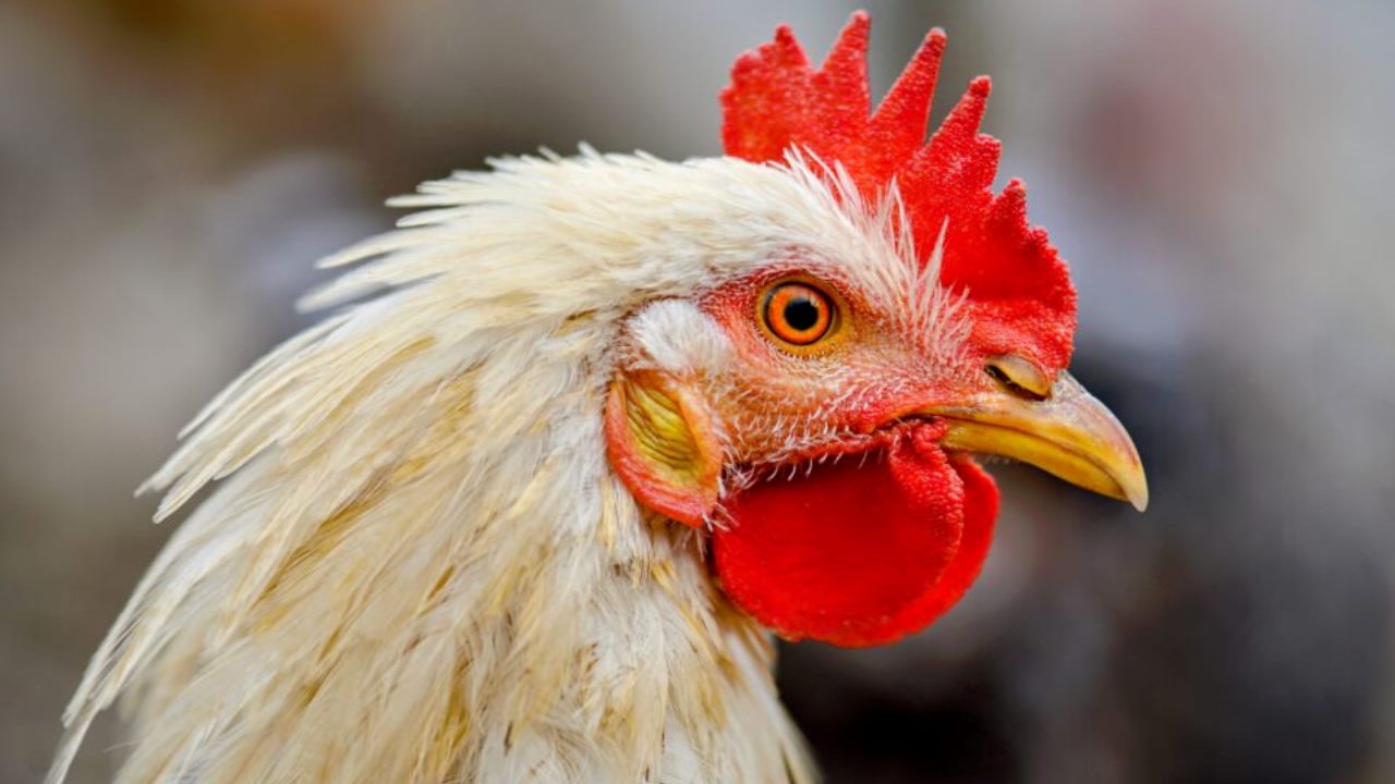 Stati emotivi delle galline decifrati attraverso le vocalizzazioni: studio innovativo dell’Università di Tokyo