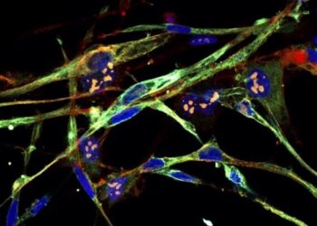 Gene silenziato trasforma le cellule tumorali in cellule sane: scoperta rivoluzionaria