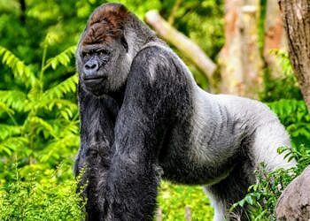 Gorilla: il loro ruolo è cruciale nell'ecologia