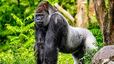 Gorilla: il loro ruolo è cruciale nell’ecologia