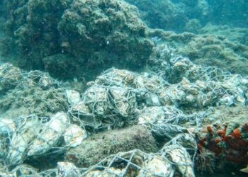 Progetto Enea: reef realizzati con gusci di molluschi per il ripopolamento dell'ostrica piatta