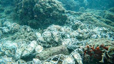 Progetto Enea: reef realizzati con gusci di molluschi per il ripopolamento dell’ostrica piatta