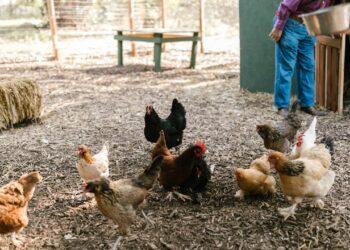 Influenza aviaria H3N8: mutazioni preoccupanti e rischio di trasmissione umana