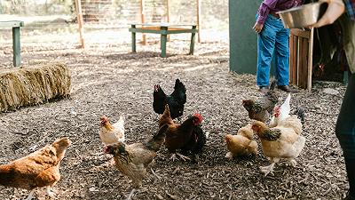 Influenza aviaria H3N8: mutazioni preoccupanti e rischio di trasmissione umana