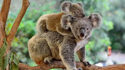 Koala: nel Nuovo Galles del Sud arriva un divieto di disboscamento per proteggerli dall’estinzione