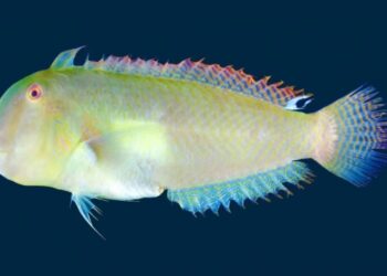 Pesce rasoio: scoperta nuova specie nell'Oceano Pacifico
