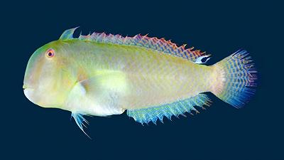 Pesce rasoio: scoperta nuova specie nell’Oceano Pacifico