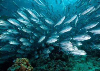 Cambiamento climatico: impatto sulle dimensioni dei pesci e sulla biodiversità marina