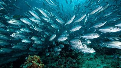 Cambiamento climatico: impatto sulle dimensioni dei pesci e sulla biodiversità marina