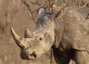 World Rhino Day: la Giornata Mondiale del Rinoceronte fa riflettere sulla conservazione della fauna selvatica
